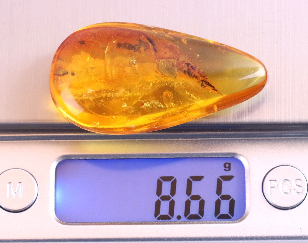 Polished Baltic Amber with 3 Insect Inclusions