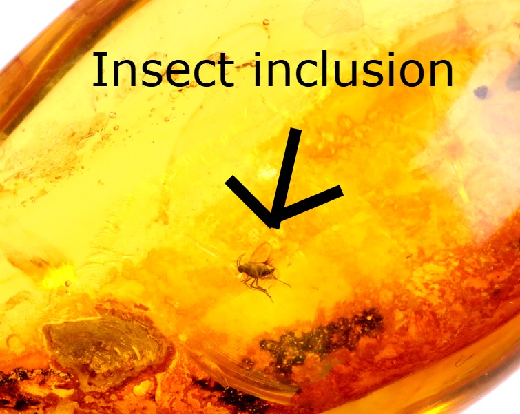 Polished Baltic Amber with 3 Insect Inclusions