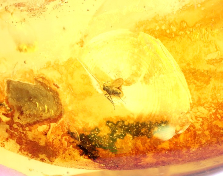 Polished Baltic Amber with 3 Insect Inclusions