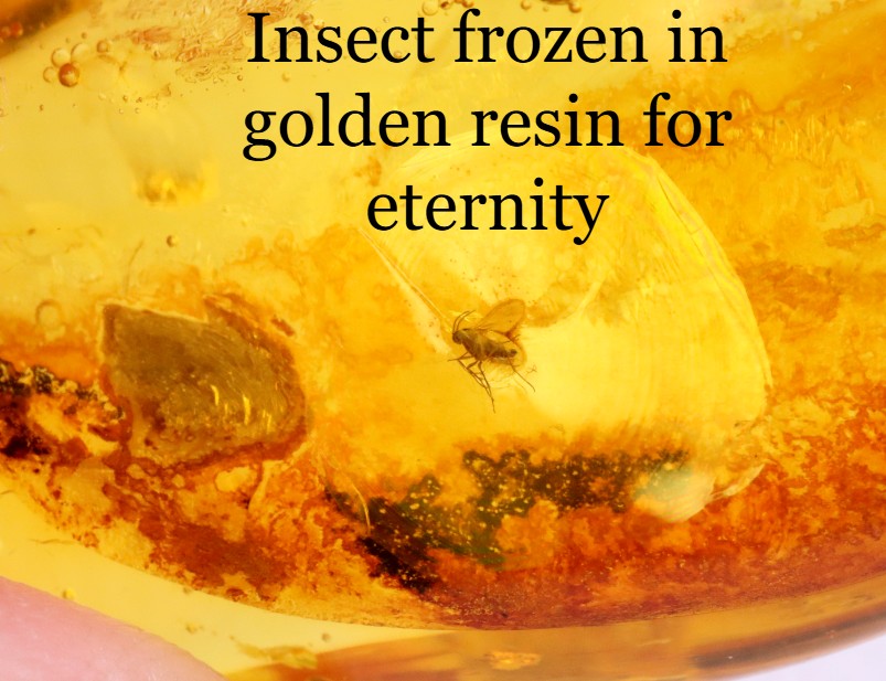 Polished Baltic Amber with 3 Insect Inclusions