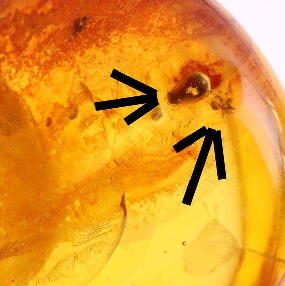 Polished Baltic Amber with 3 Insect Inclusions