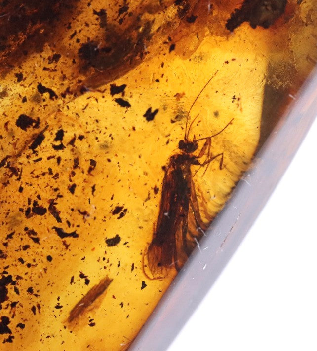 Preserved Insect in Baltic Amber