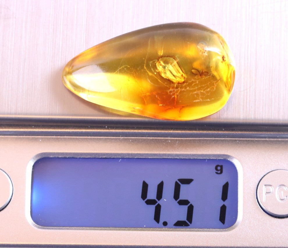 Baltic Amber with 3 Insect Inclusions