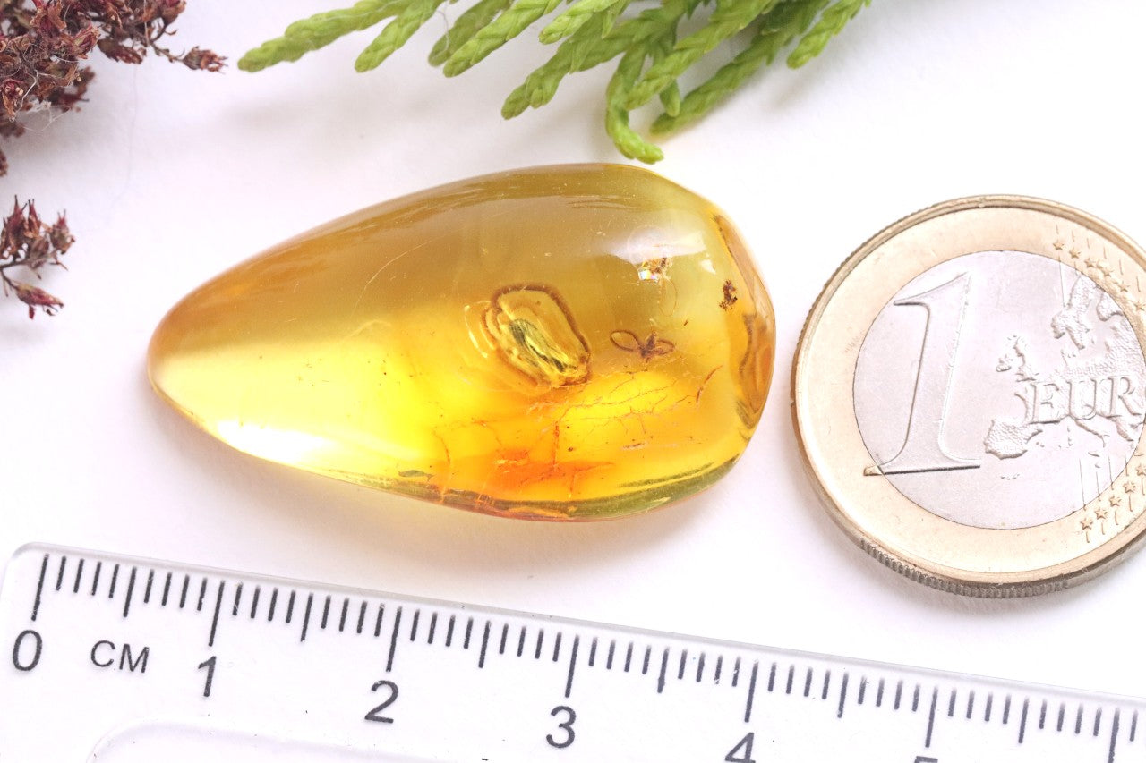 Baltic Amber with 3 Insect Inclusions