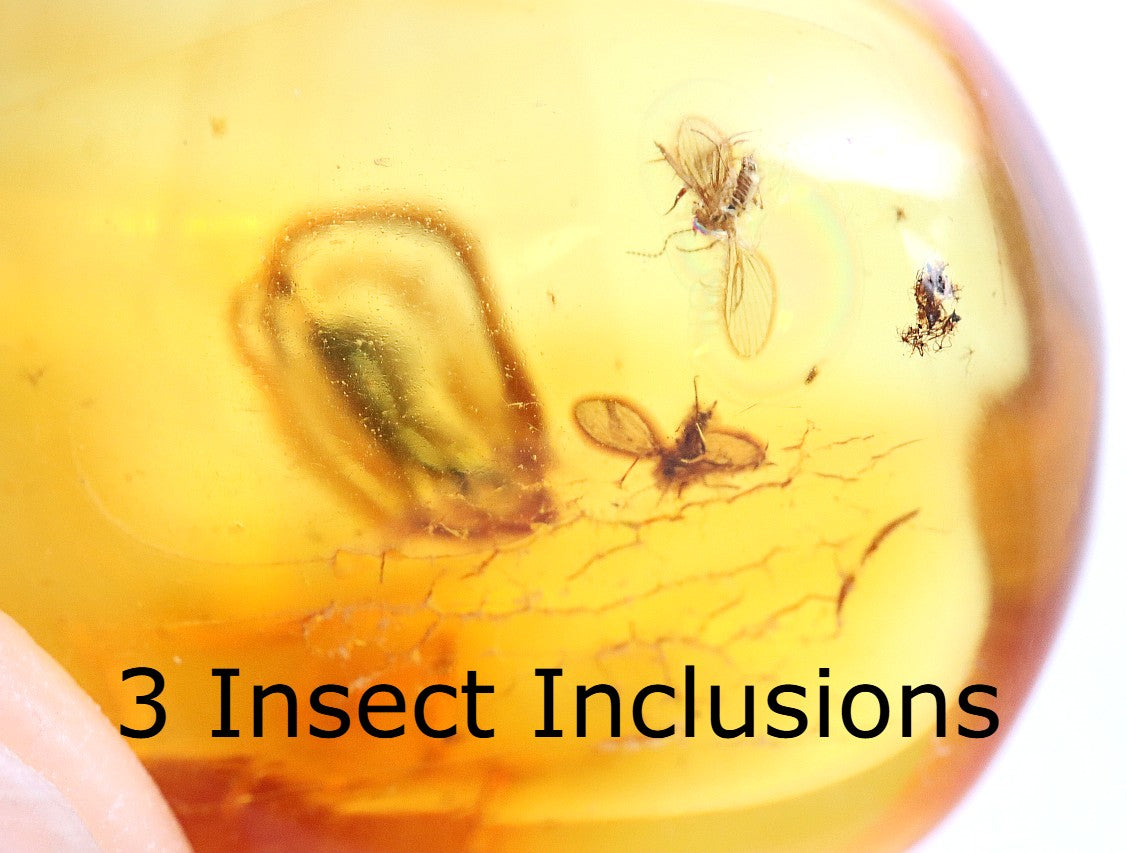 Baltic Amber with 3 Insect Inclusions