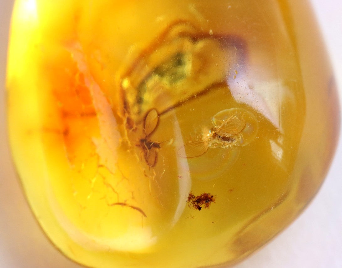 Baltic Amber with 3 Insect Inclusions