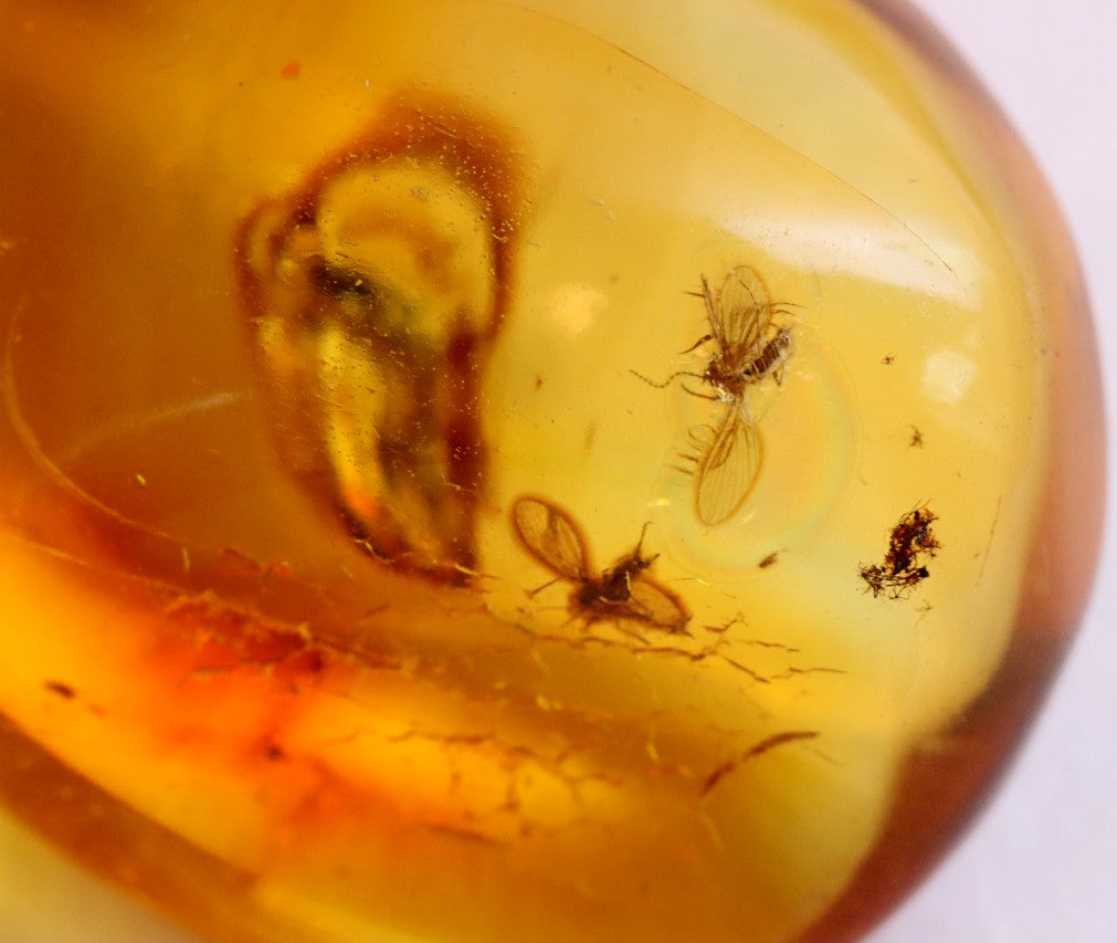 Baltic Amber with 3 Insect Inclusions