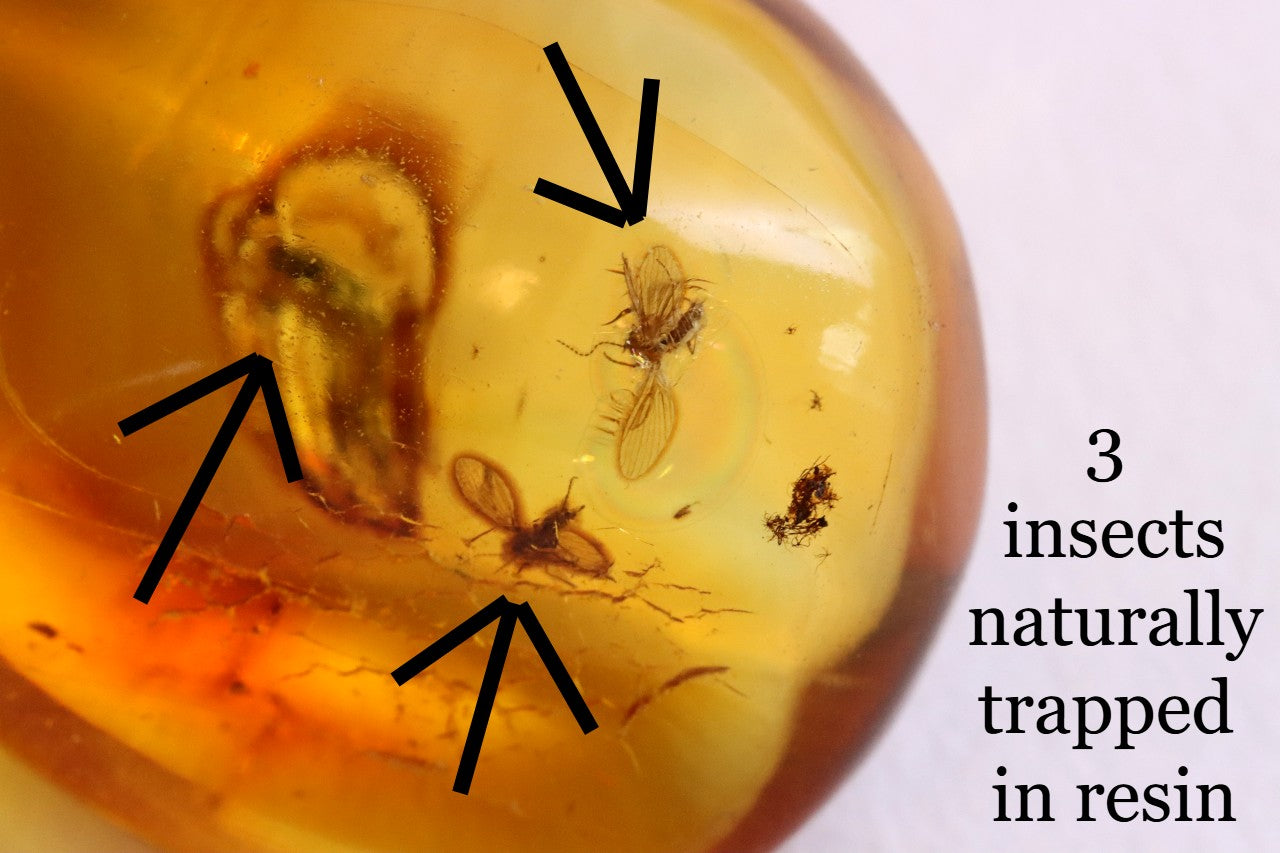 Baltic Amber with 3 Insect Inclusions