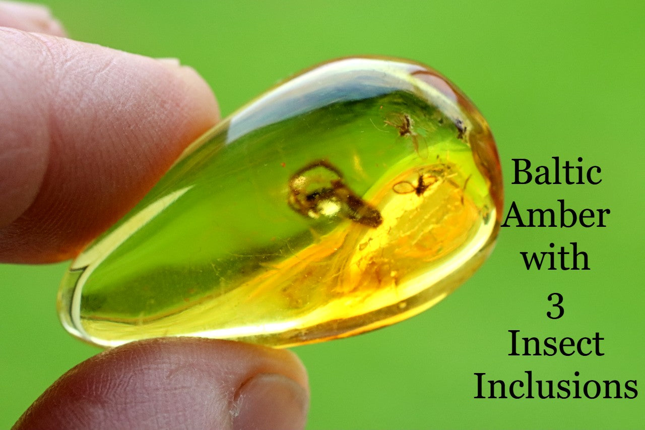 Baltic Amber with 3 Insect Inclusions