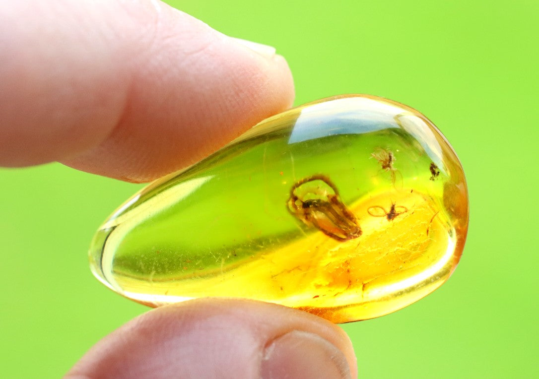 Baltic Amber with 3 Insect Inclusions