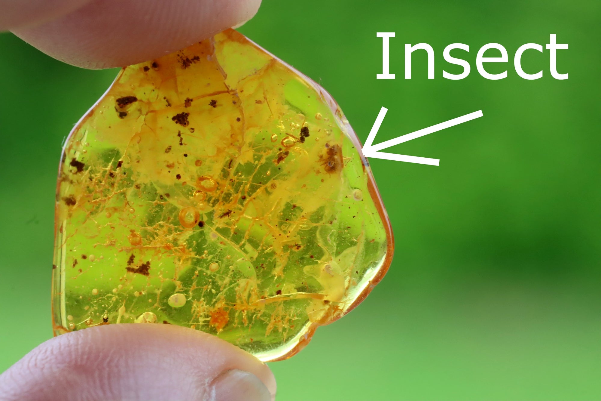 Special Offer  All 3 Insect Inclusions included Pieces in the Price