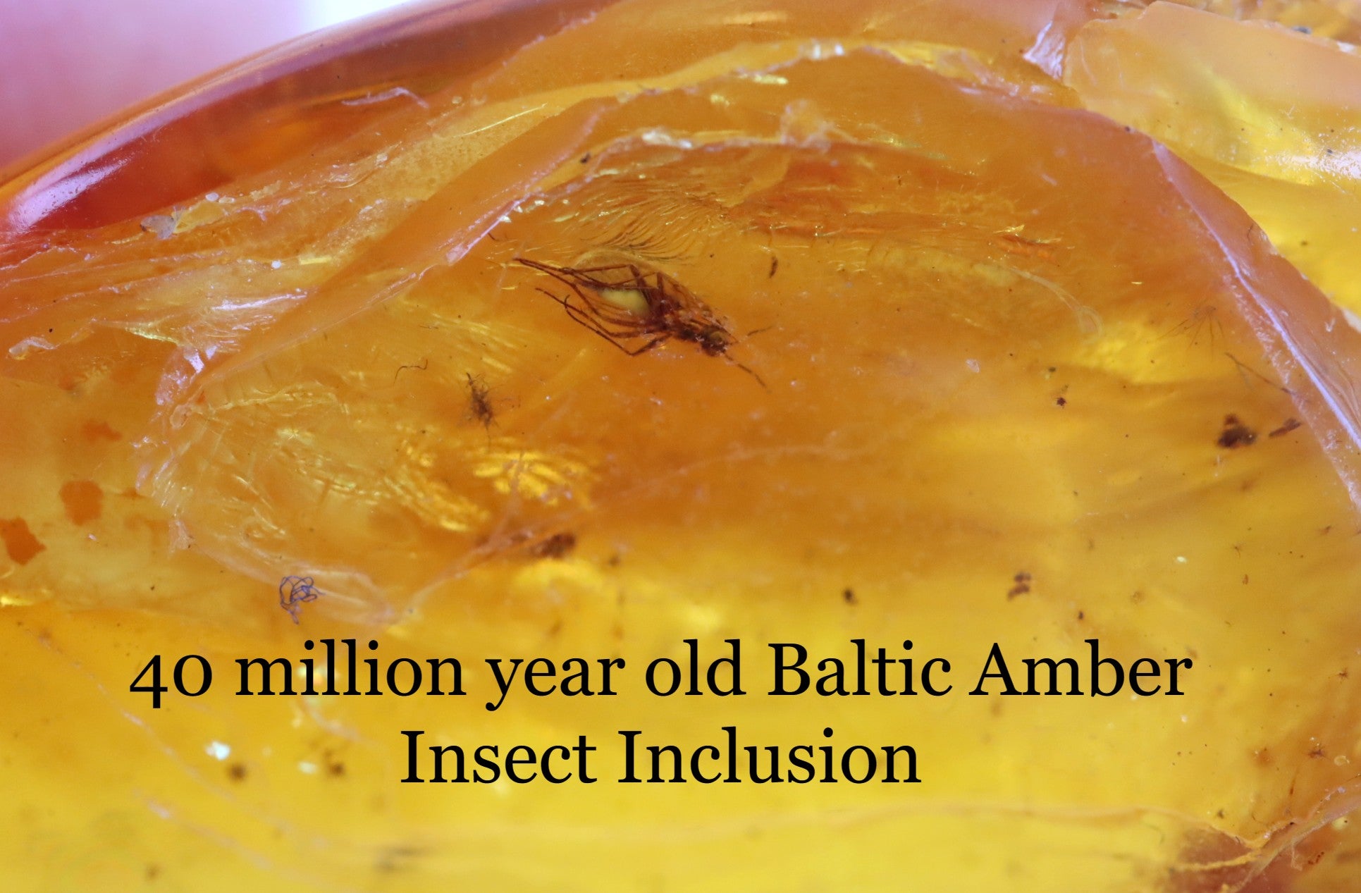 5 Insect Inclusions in Baltic Amber