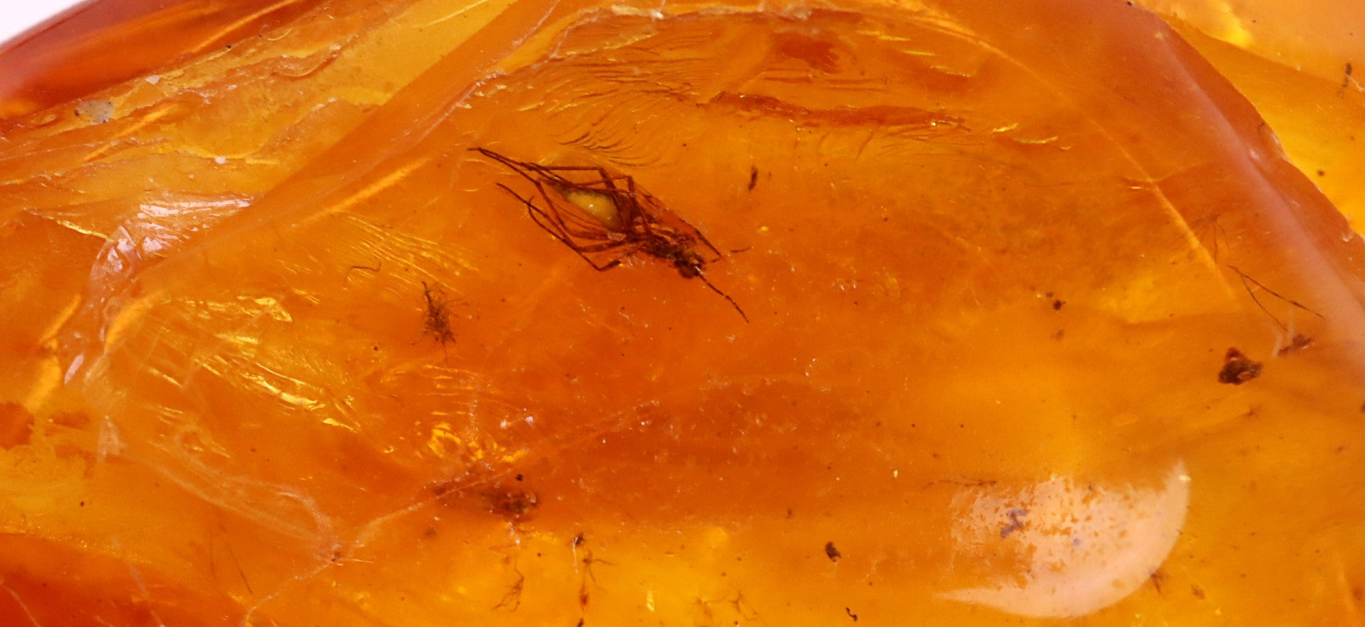 5 Insect Inclusions in Baltic Amber