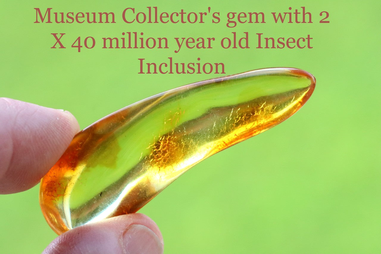 Amber gem with 2 X 40 million year old Insect