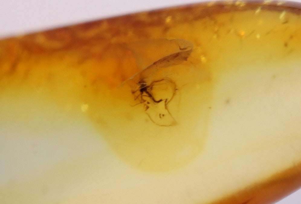 Amber gem with 2 X 40 million year old Insect