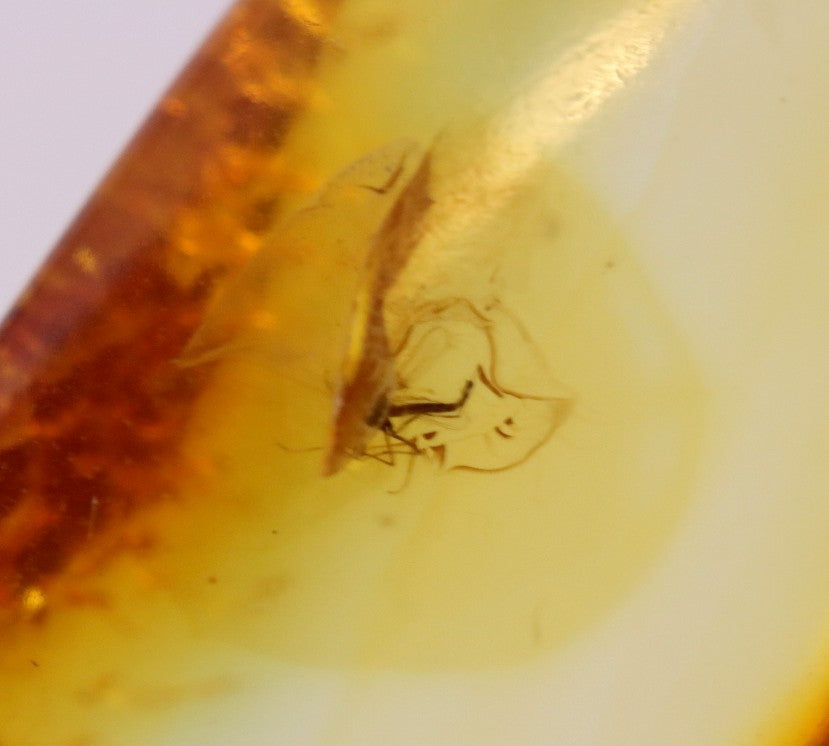 Amber gem with 2 X 40 million year old Insect