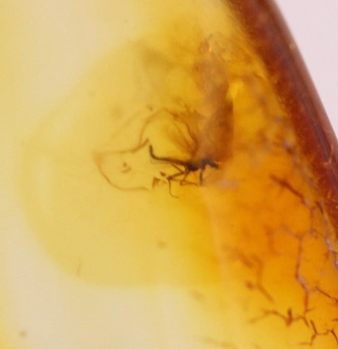 Amber gem with 2 X 40 million year old Insect