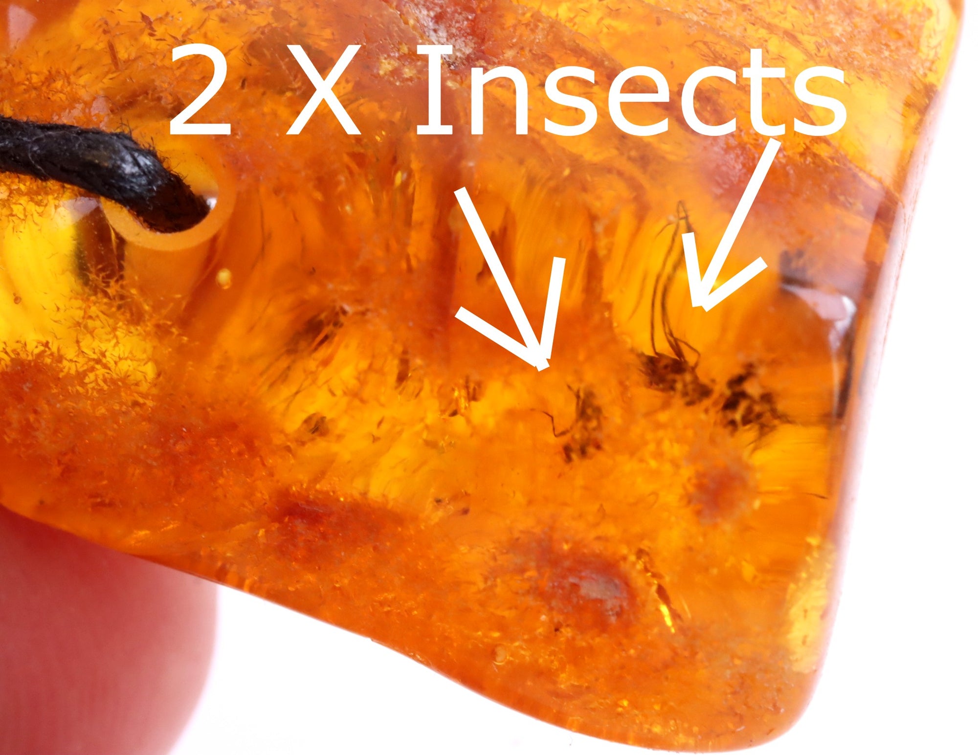 2 X 40 Million year old Insects Trapped in Baltic Amber