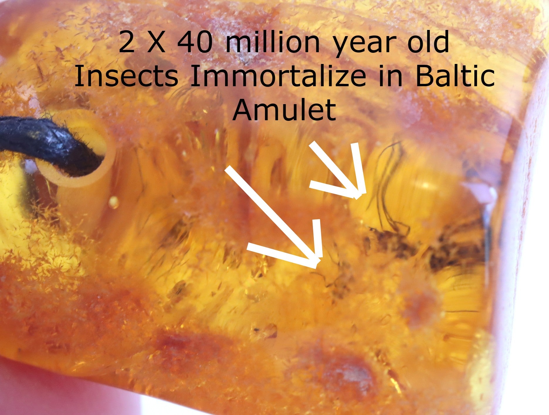 2 X 40 Million year old Insects Trapped in Baltic Amber