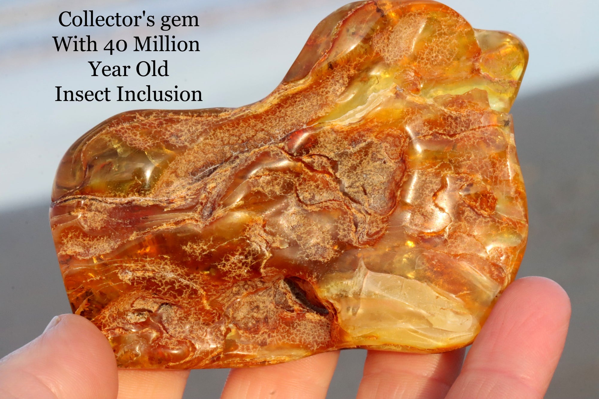 Collector's Large Gem With 3 Insect Inclusions