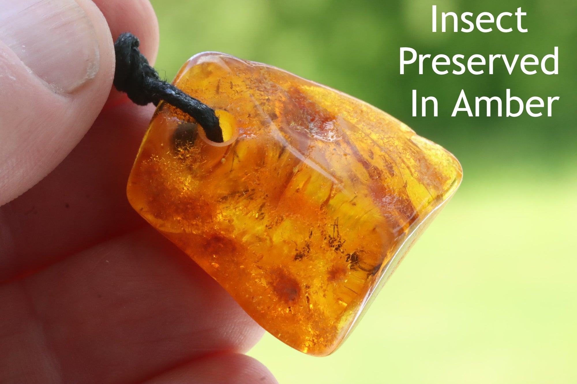 Insects Trapped in Baltic Amber