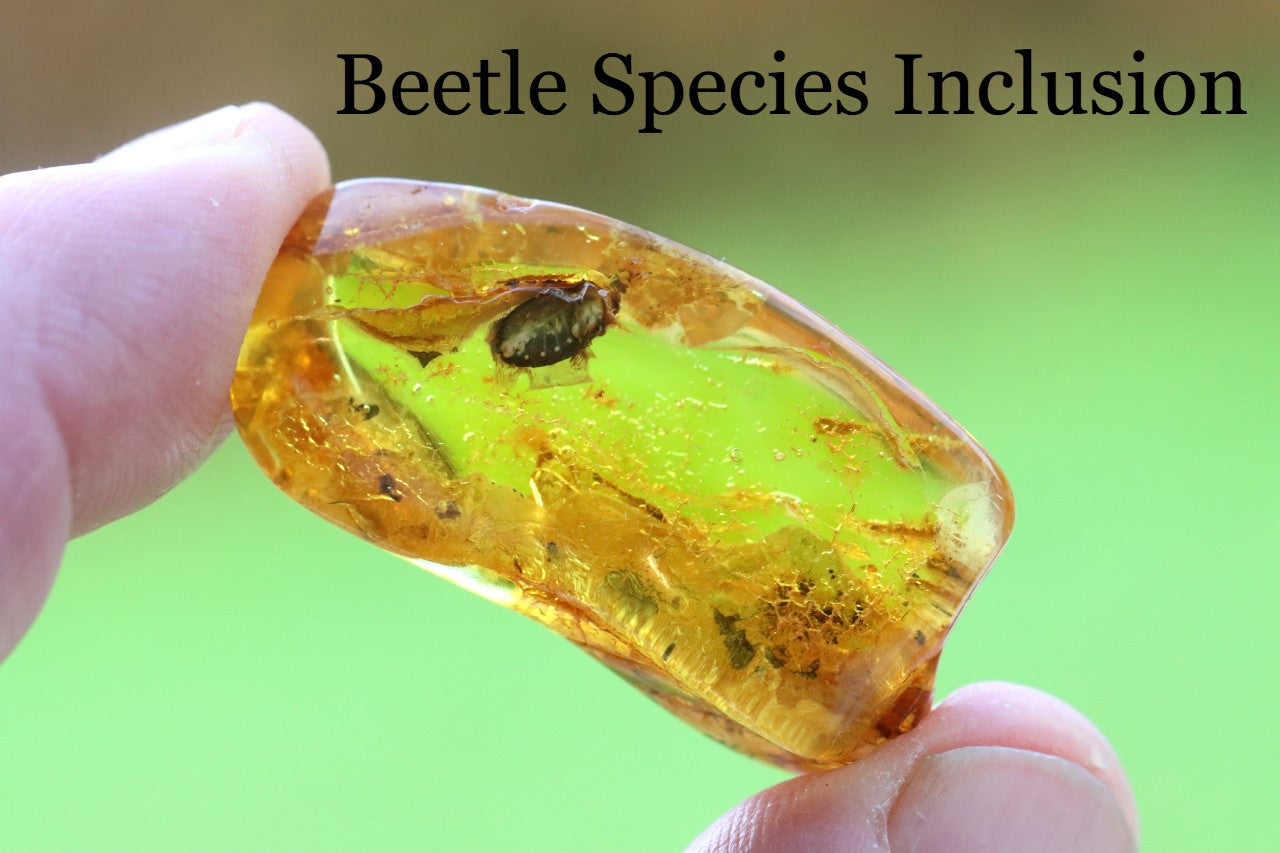 Baltic Amber With Beetle Species Inclusion