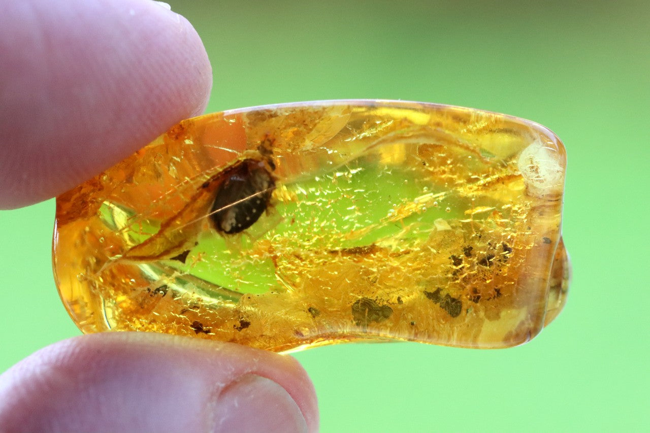 Baltic Amber With Beetle Species Inclusion