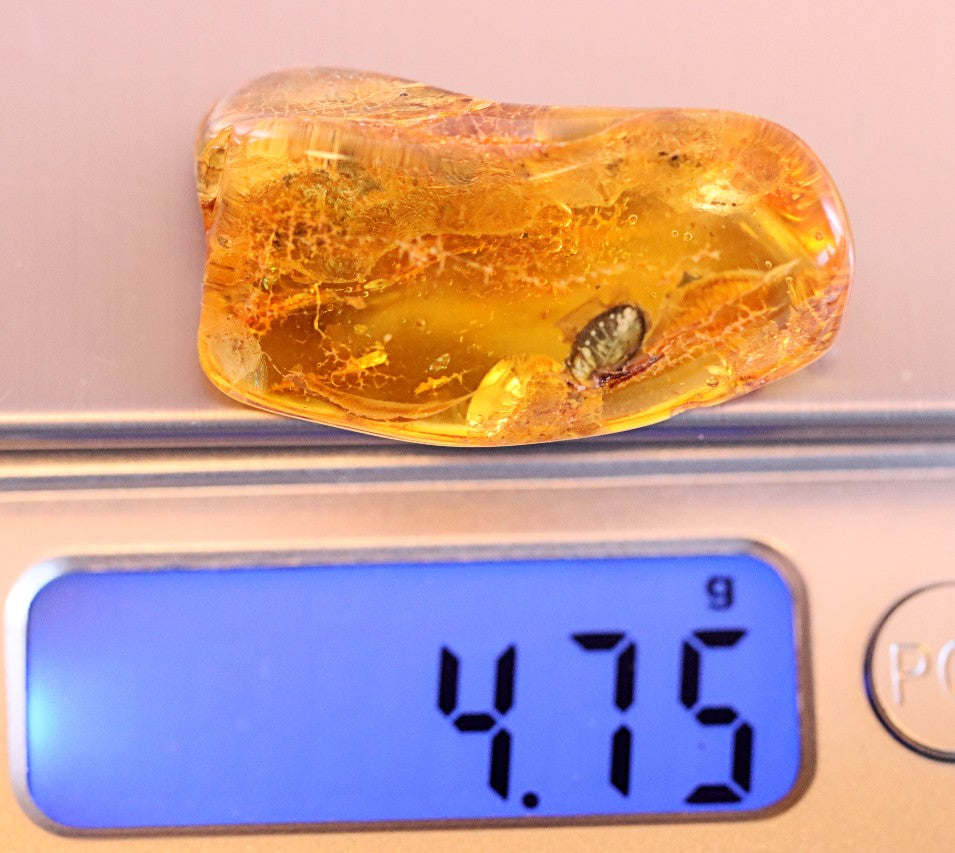 Baltic Amber With Beetle Species Inclusion