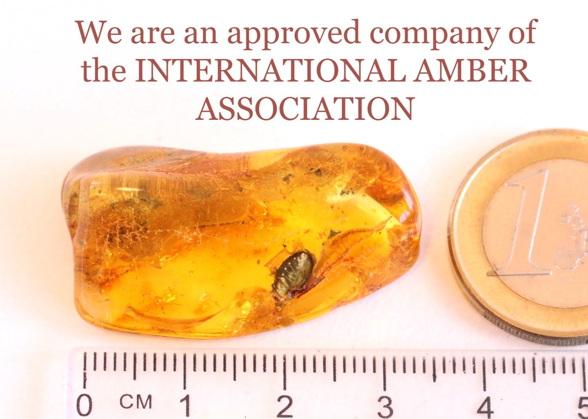 Baltic Amber With Beetle Species Inclusion