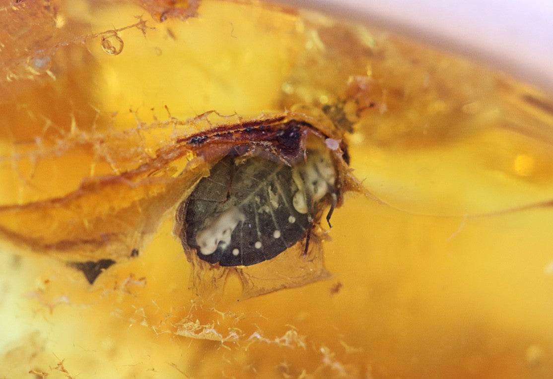 Baltic Amber With Beetle Species Inclusion