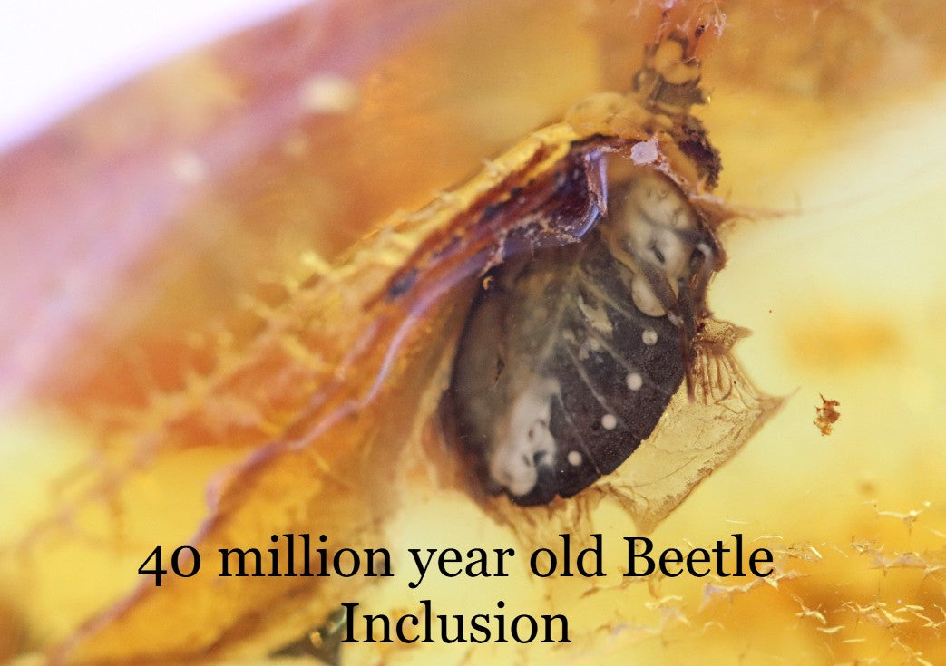 Baltic Amber With Beetle Species Inclusion