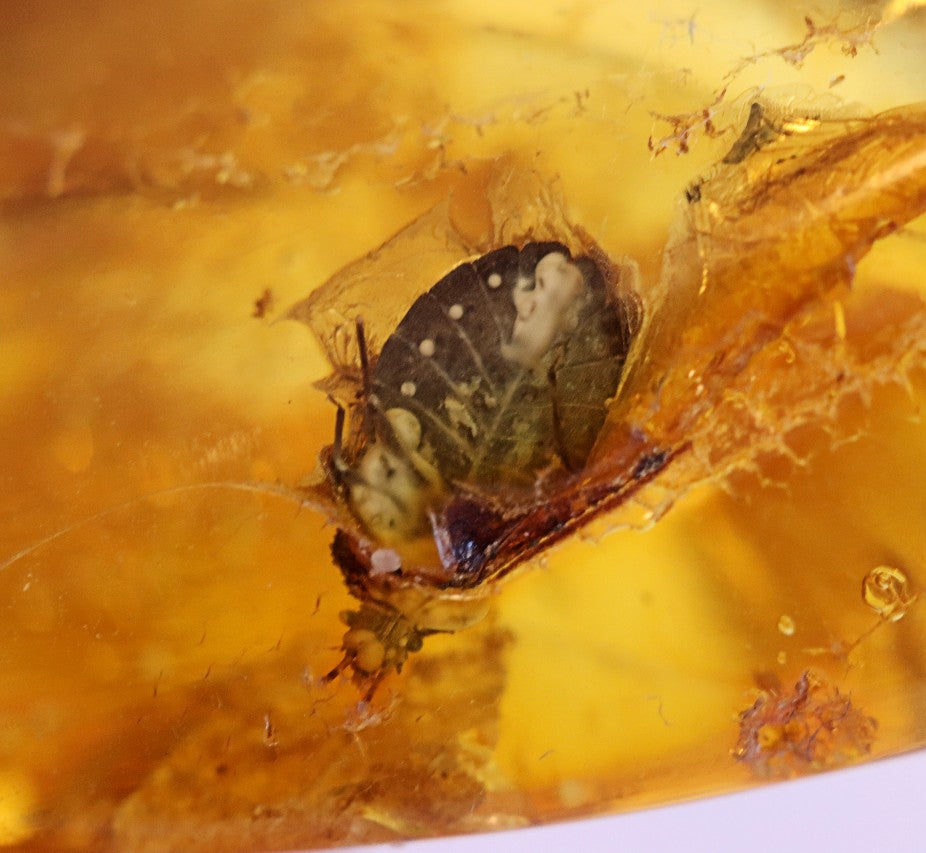 Baltic Amber With Beetle Species Inclusion