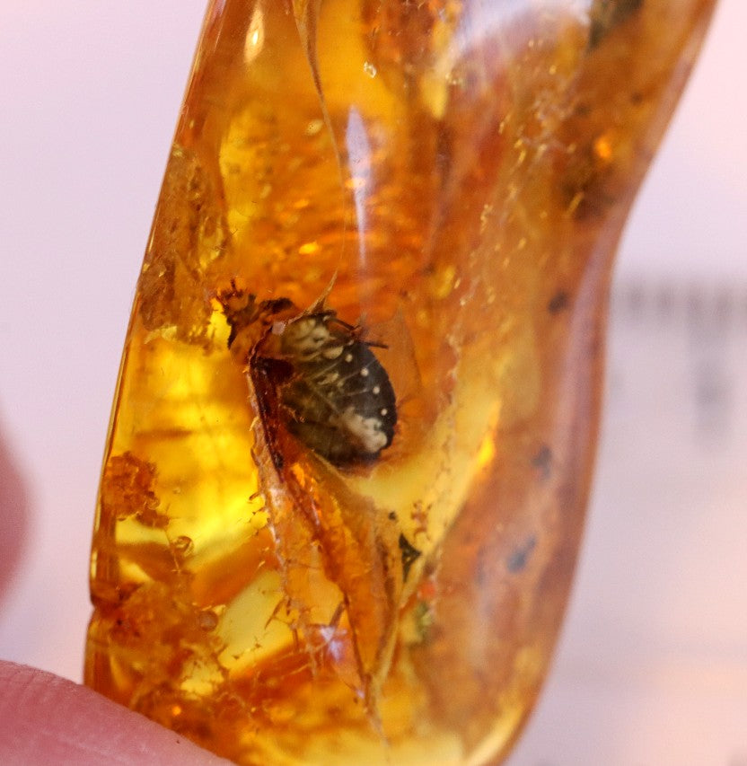 Baltic Amber With Beetle Species Inclusion