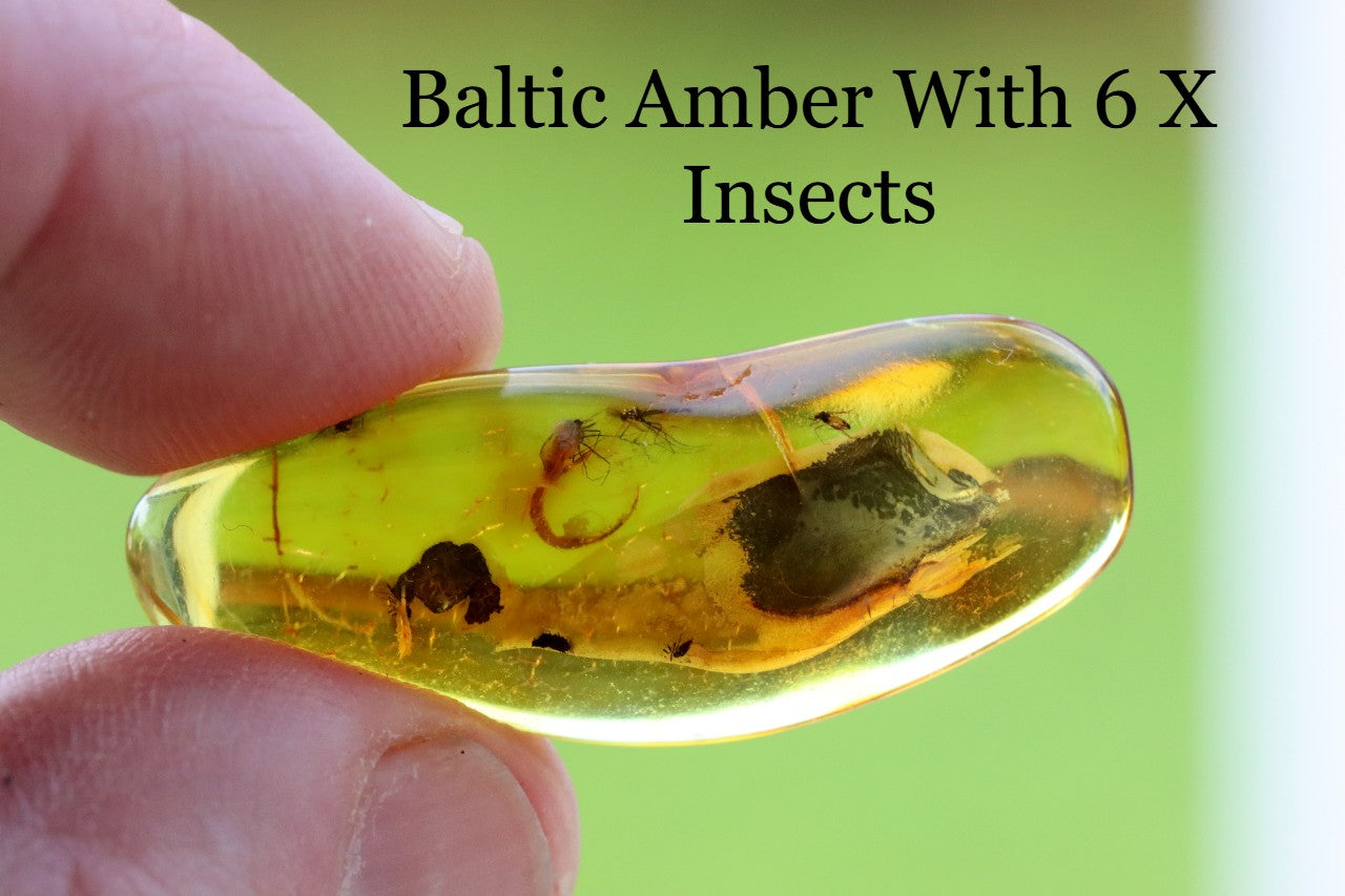 Collector's Amber gem with 6 X 40 million year old Insect Inclusion