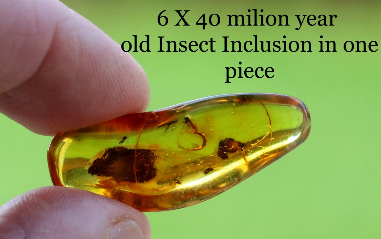 Collector's Amber gem with 6 X 40 million year old Insect Inclusion