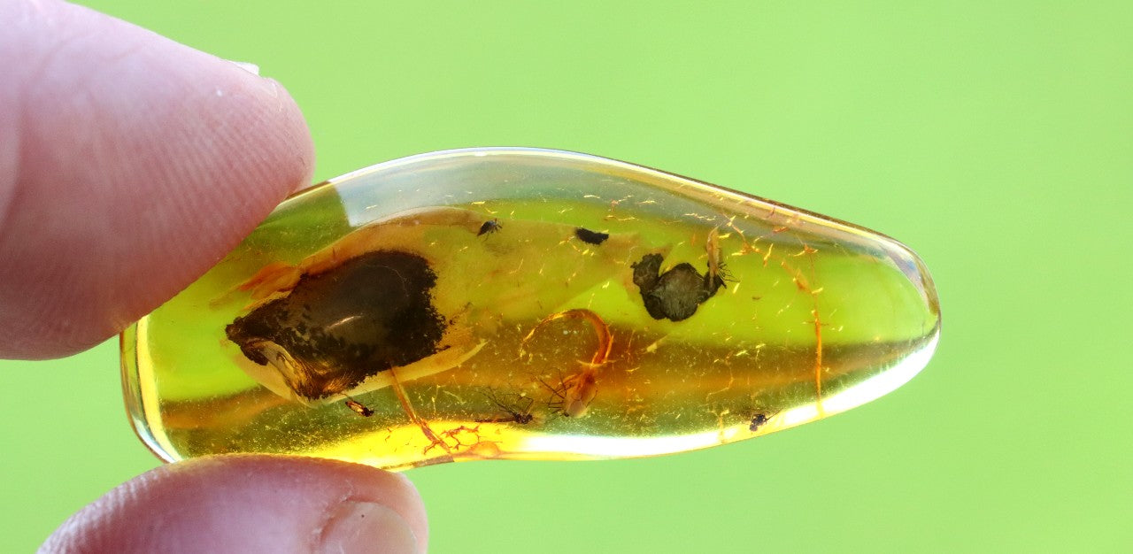 Collector's Amber gem with 6 X 40 million year old Insect Inclusion