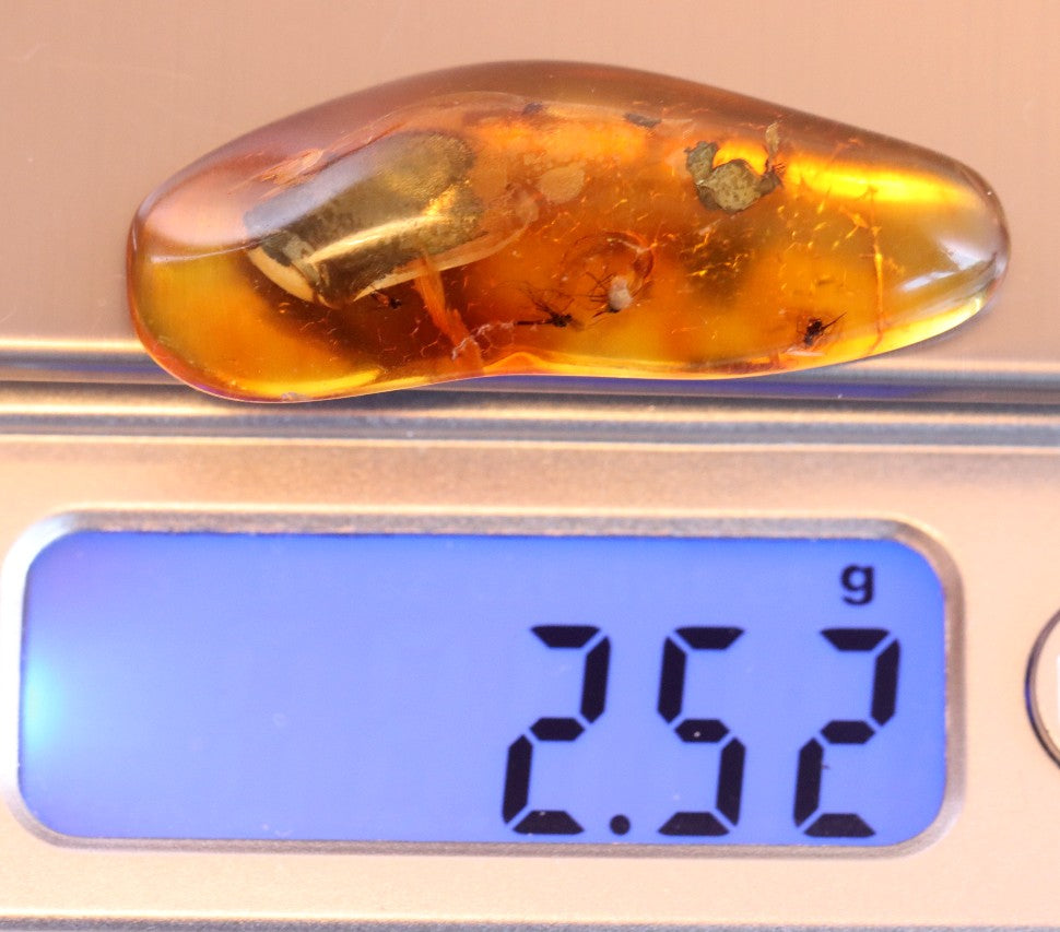 Collector's Amber gem with 6 X 40 million year old Insect Inclusion