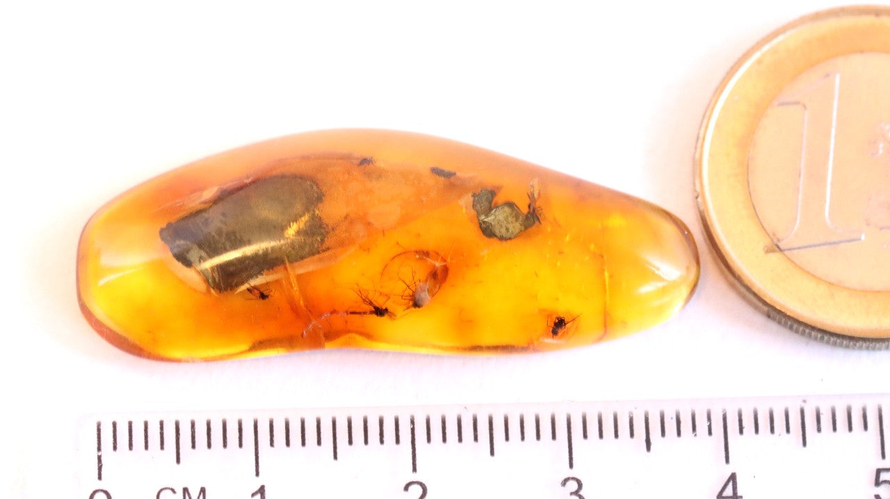 Collector's Amber gem with 6 X 40 million year old Insect Inclusion