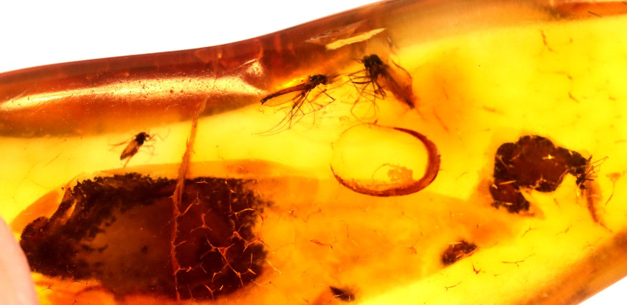 Collector's Amber gem with 6 X 40 million year old Insect Inclusion