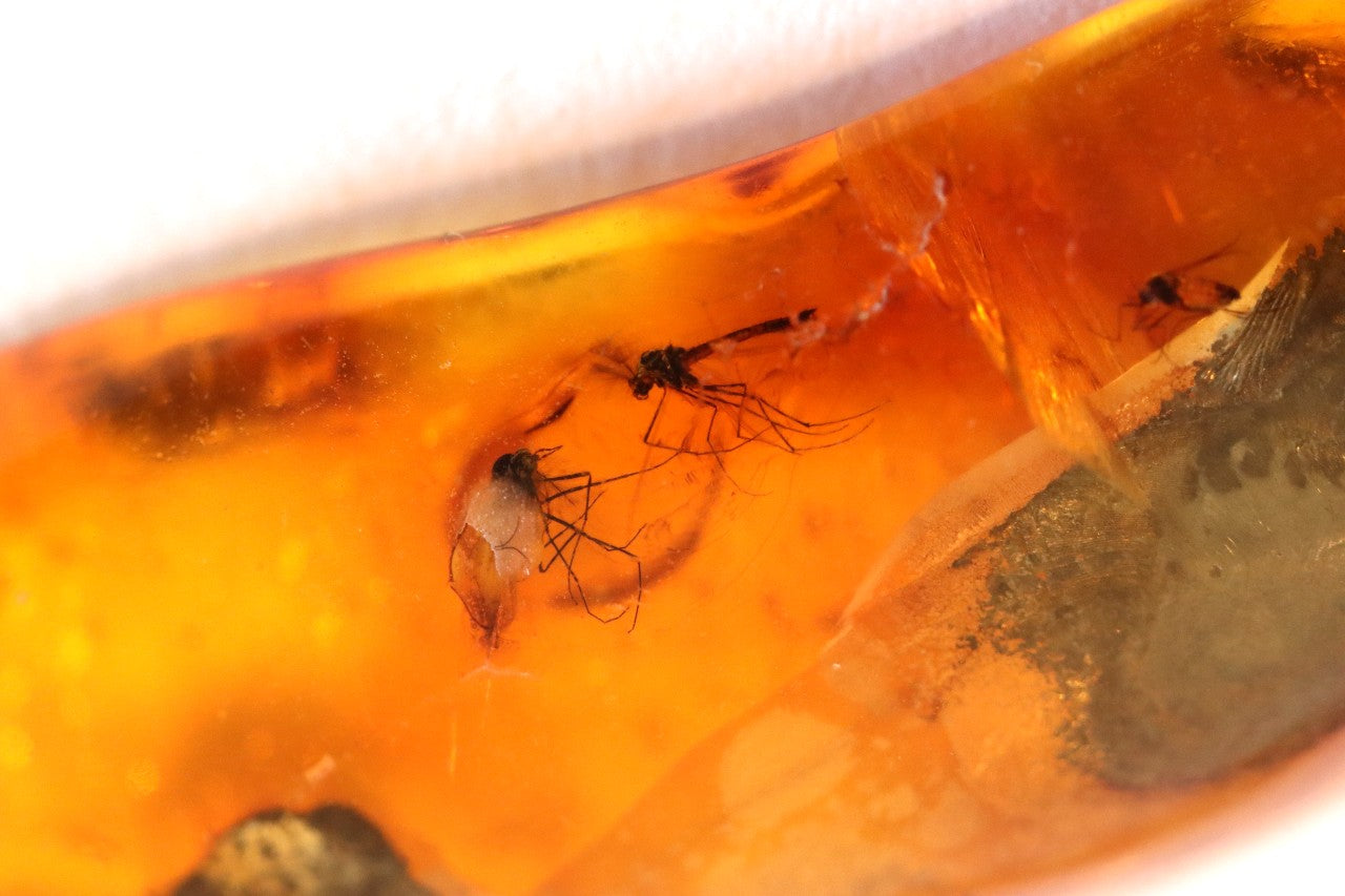 Collector's Amber gem with 6 X 40 million year old Insect Inclusion