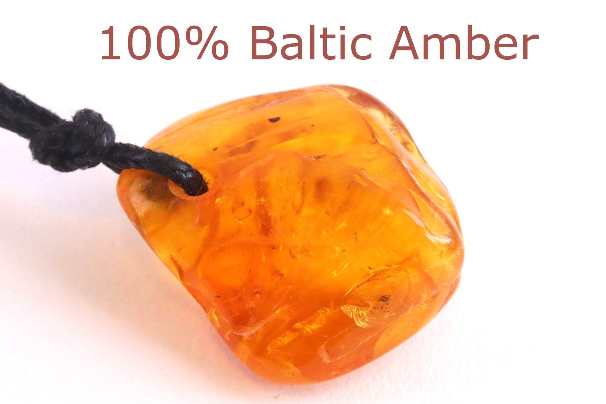 Insect Preserved In 40 million year old Baltic Amber