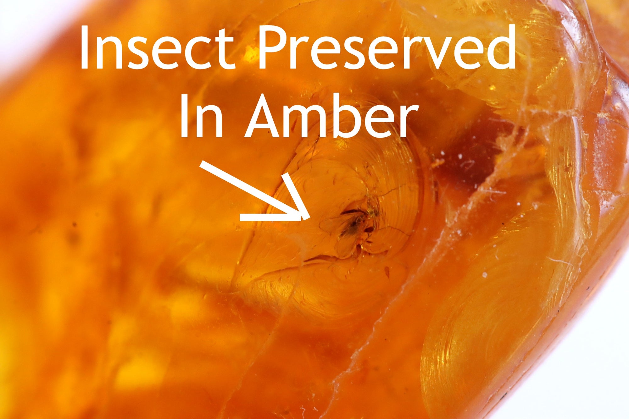 Insect Preserved In 40 million year old Baltic Amber