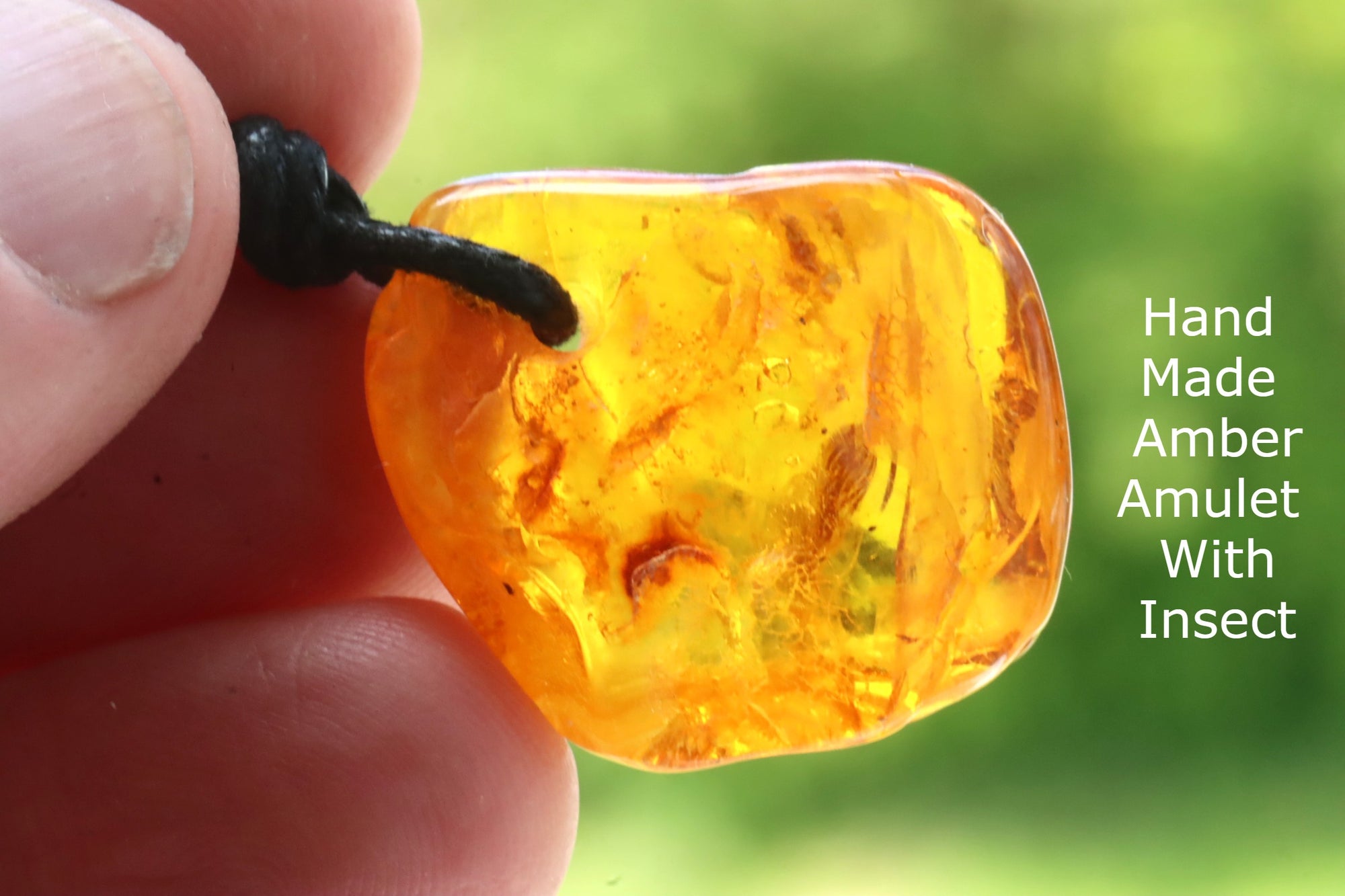 Insect Preserved In 40 million year old Baltic Amber