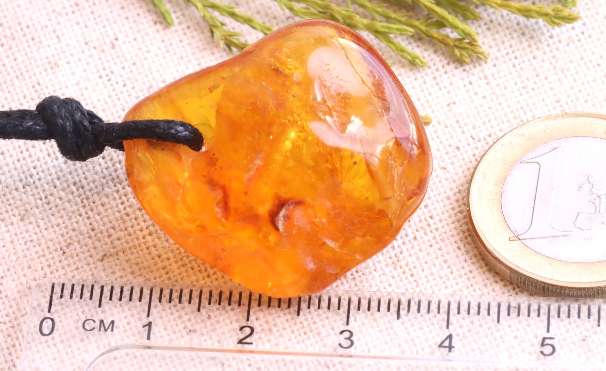 Insect Preserved In 40 million year old Baltic Amber