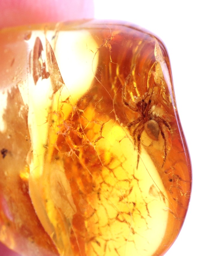Amber Spider Inclusion