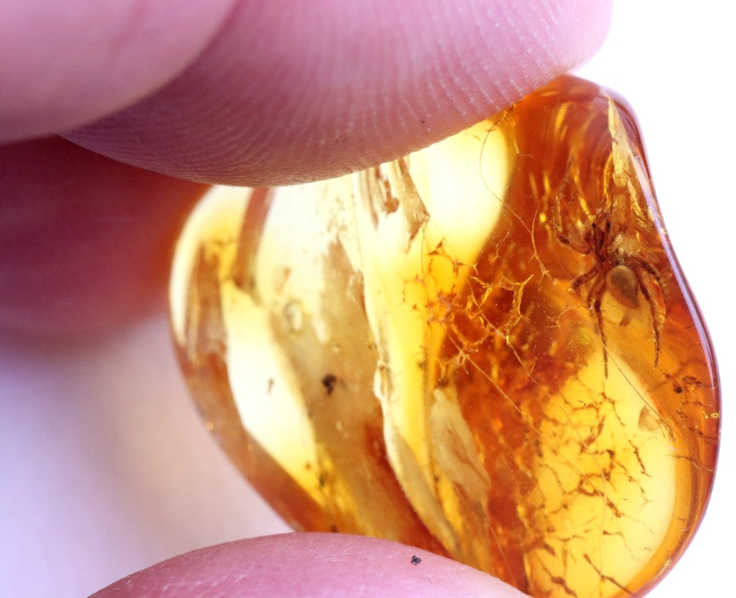 Amber Spider Inclusion