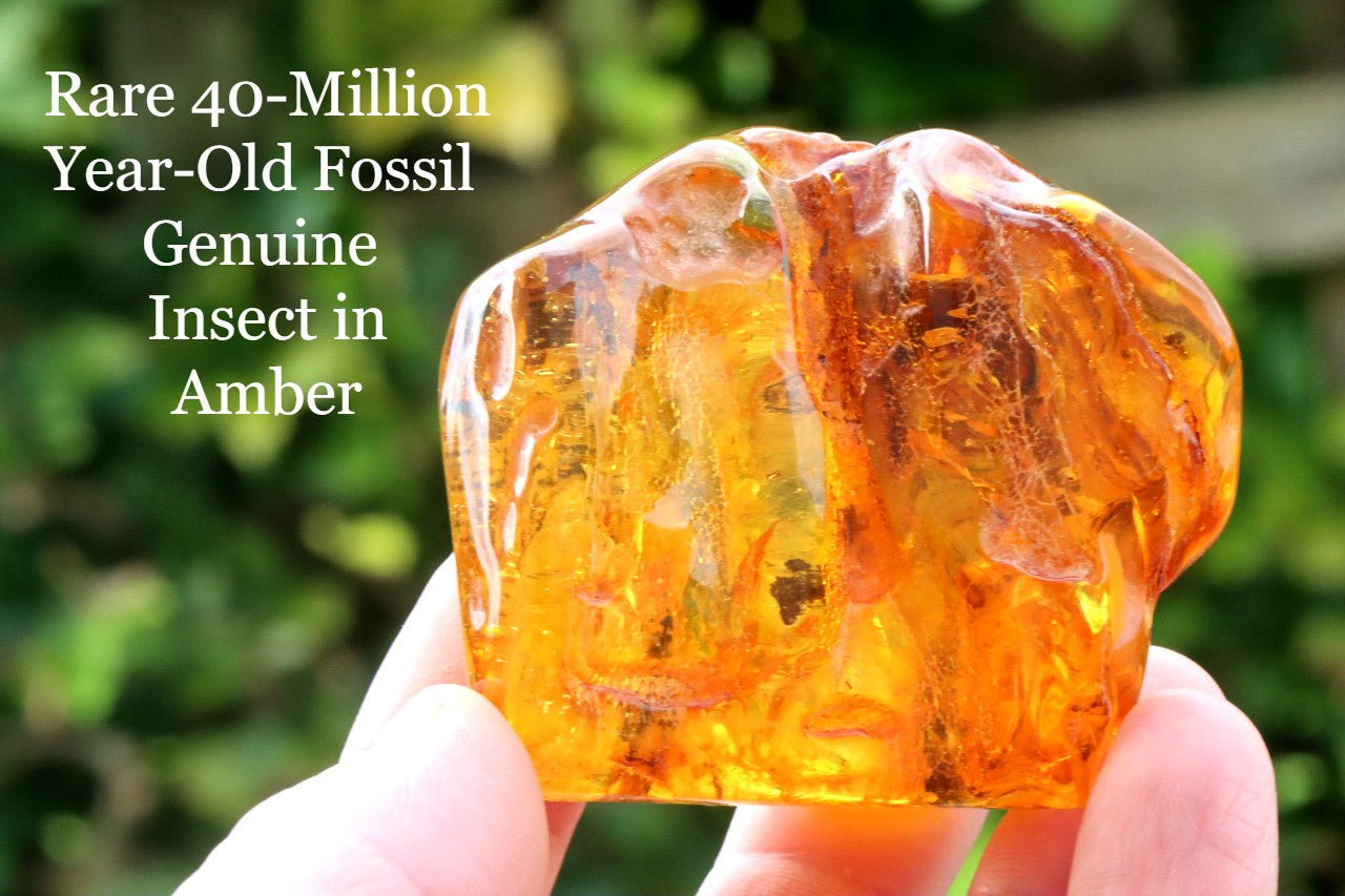 Unusual Large Baltic Amber With Spider and Fly Inclusions