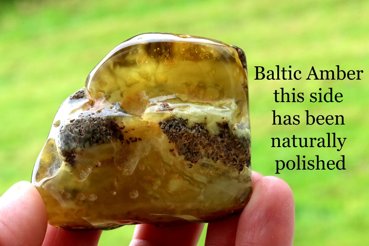 Large Raw & Polished Baltic Amber Specimen
