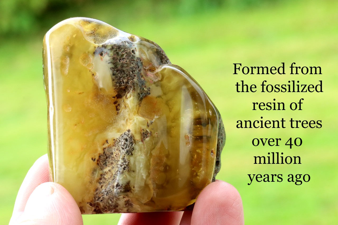 Large Raw & Polished Baltic Amber Specimen