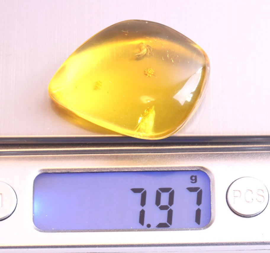 Amber with Unusual Insect Inclusion